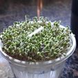 IMG-20200525-WA0002.jpg GERMINATORS, SEED SPROUTS, GERM, GERM, LENTILS, HEALTHY, NATURAL, GERMOIR, SPROUTING, SPROUTS, PIPES, GERMINATED, ORCHARD, GARDEN, SOYBEAN, CHIA, ALFALFA, GERMINATORS, SEED SPROUTS, GERM, GERMOIR, SPROUT, PIPES, GERMINATED, ORCHARD, GARDEN, SOYBEAN, CHIA, ALFALFA