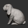 rabbit-ram8.jpg Rabbit ram 3D print model