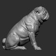 pug-for-3d-printing-3d-model-f32683097a.jpg Pug for 3D printing