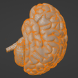 9.png 3D Model of Human Brain v3