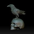 21312312312312.jpg bird crow