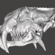 Screenshot-103.png Saber tooth skull HYBRID
