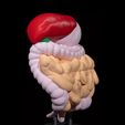 Digestive-System-Anatomical-Model-2.jpg Digestive System Anatomical Model