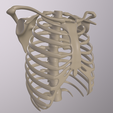 a006_Camera-1.png STL file Ribcage・3D printable model to download