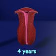 uterus-stages-cut-section-animated-labelled-3d-model-f50f34def5.jpg uterus stages cut section animated labelled 3D model