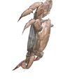7.jpg KREBS KREBS AMPHIBISCHE TADPOLE TIER ANATOMIE 3D MODELL Maniküre Krabbe Cleistostoma Dilatatum RAPTOR