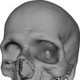 skull-jaw_display_large.jpg Cleaned Hollow Skull