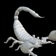 Capture-d’écran-2023-07-06-à-11.34.26.png scorpion