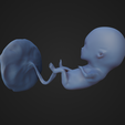 Week-12_Fetus_2.png 12 Week Fetus