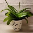 20231018_172106.jpg Orchid pot │Araguanã │ Growing container decorative vase for plant, orchid and succulent with aeration and drainage