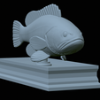 White-grouper-statue-33.png fish white grouper / Epinephelus aeneus statue detailed texture for 3d printing