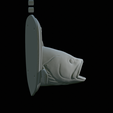 White-grouper-head-trophy-38.png fish head trophy white grouper / Epinephelus aeneus open mouth statue detailed texture for 3d printing