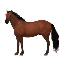 horse.png Real horse