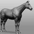 6.jpg Horse Breeds Collection
