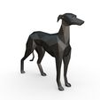 7.jpg Italian Greyhound