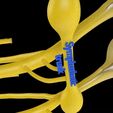 spinal-cord-symphathetic-intercostal-nerve-labelled-detail-3d-model-70ef401f8f.jpg Spinal cord symphathetic intercostal nerve labelled detail 3D model