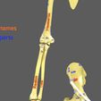 limbs-with-girdle-bones-name-parts-text-labelled-3d-model-f1f997d4ae.jpg Limbs With Girdle bones name parts text labelled 3D model