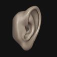 2.jpg Human ear