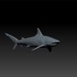 sh2.jpg Shark - realistic shark - shark for game unity3d - ue5