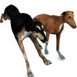01.jpg DOG - DOWNLOAD Greyhound dog 3d model - Animated CANINE PET GUARDIAN WOLF HOUSE HOME GARDEN POLICE - 3D printing Greyhound DOG DOG DOG