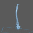 s1.png Archivo STL Columna vertebral・Diseño para descargar y imprimir en 3D