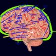 screenshot151.jpg Central nervous system cortex limbic basal ganglia stem cerebel 3D model