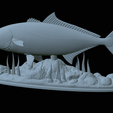 Greater-Amberjack-statue-1-44.png fish greater amberjack / Seriola dumerili statue underwater detailed texture for 3d printing
