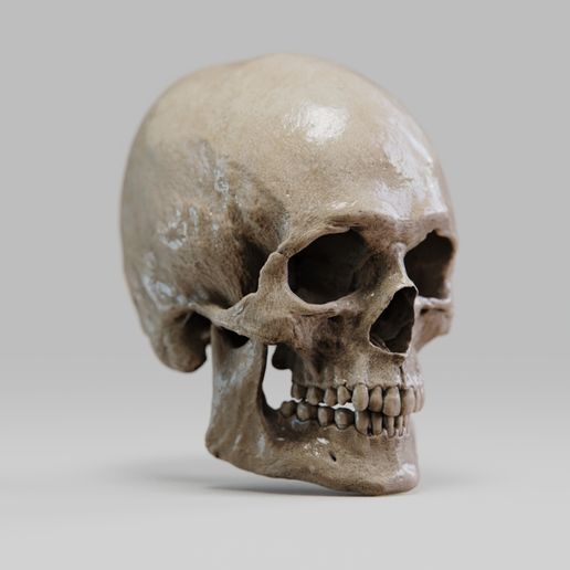 Skull