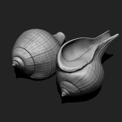01_shell-1-3d-print-aquarium-3d-model-obj-fbx-stl.jpg Shell 1 - 3D Print - Aquarium - Sea Life