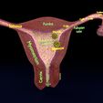 image-0006.jpg Fertilization stages of ovum