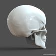 SH_model1_detail0c.14.jpg Human Skull model M3P1D1V1Skull