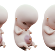 6_Weeks_Render.png 6 Weeks Human embryonic (baby stages)