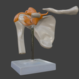 6.png 3D Model of Human Shoulder Joint on Stand