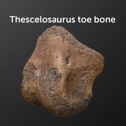 Thescelo_phalanx_preview01.jpg Thescelosaurus toe bone