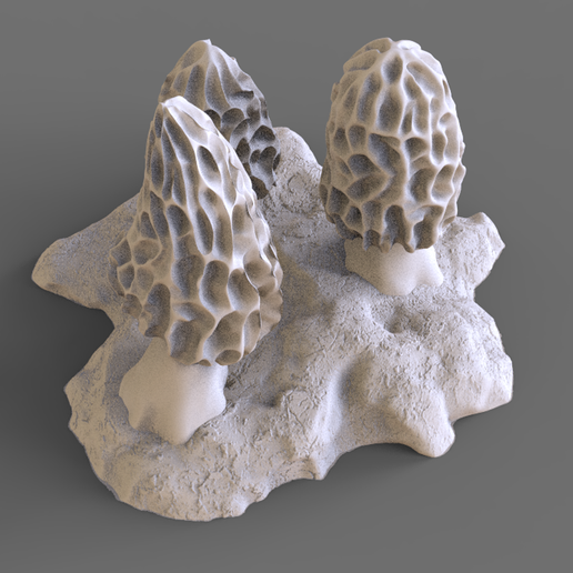 03-morchella.png Cogumelo Morchella