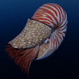 nautilus.png Nautilus