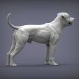 american-bulldog6.jpg american bulldog 3D print model