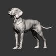 Hungarian-vizsla10.jpg Vizsla hongrois Chien d'arrêt hongrois Modèle imprimé en 3D