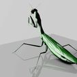 image_2.jpg Praying Mantis