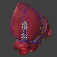 5.jpg 3D Model of Heart Interior Anatomy