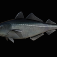 coalfish-statue-box-1-22.png fish coalfish / Pollachius virens with storage space / for 3d printing