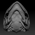 1-4.jpg Turtle_Head_Skull