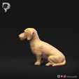 Dachshund-Miniature-Wire-Haired-Pose-04-Dog-3D-Print-7s.jpeg Dachshund Miniature Wire Haired Pose 04