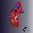14.png HUMAN HEART CROSS SECTION 3D PRINTING
