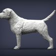 Border-terrier2.jpg Border terrier 3D print model