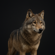 1000102904.png Majestic 3D Wolf Render