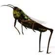 vct.png DOWNLOAD Grasshopper 3D MODEL - ANIMATED - INSECT Raptor Linheraptor MICRO BEE FLYING - POKÉMON - DRAGON - Grasshopper - OBJ - FBX - 3D PRINTING - 3D PROJECT - GAME READY-3DSMAX-C4D-MAYA-BLENDER-UNITY-UNREAL - DINOSAUR -