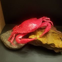 20170729_100647.jpg Maryland Blue Crab