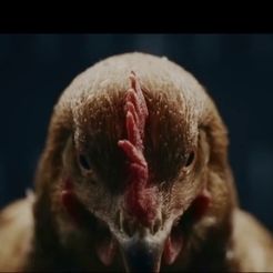 chicken.jpg Cannibal Chicken Head