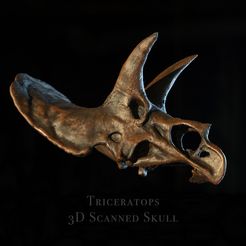 TriceratopsScan3dpict.jpg Triceratops skull - Dinosaur